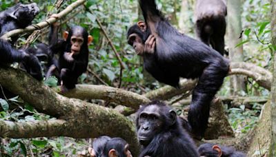 Chimps respond to each other at a pace similar to human conversation