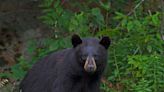 Bear roams in Carmel - Mid Hudson News