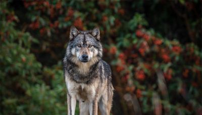 Vancouver Island photographer horrified after her wolf photo on hunting website