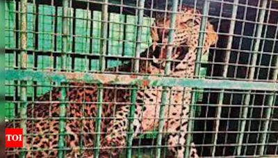 Leopard that strayed from Pakistan to be moved to Jawai | Jodhpur News - Times of India