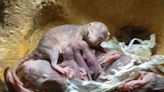 Nueva camada en BIOPARC València de la rata topo, un mamífero “extraterrestre"