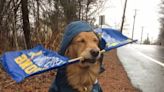 Golden retriever who supported Boston Marathon runners honored with statue