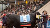 "Uno de los toros más importantes en los últimos tiempos": Baldomero conquistó Palermo y se consagró Gran Campeón Macho de la raza Brangus