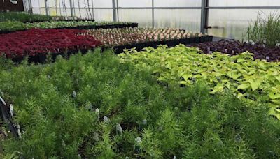WHAT'S HAPPENING: Effingham plant sale; Coles County Mess Hall Meal and more!