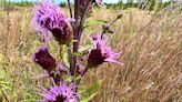 Nature News: Rare northern blazing stars found in abundance on Maine's Kennebunk Plains