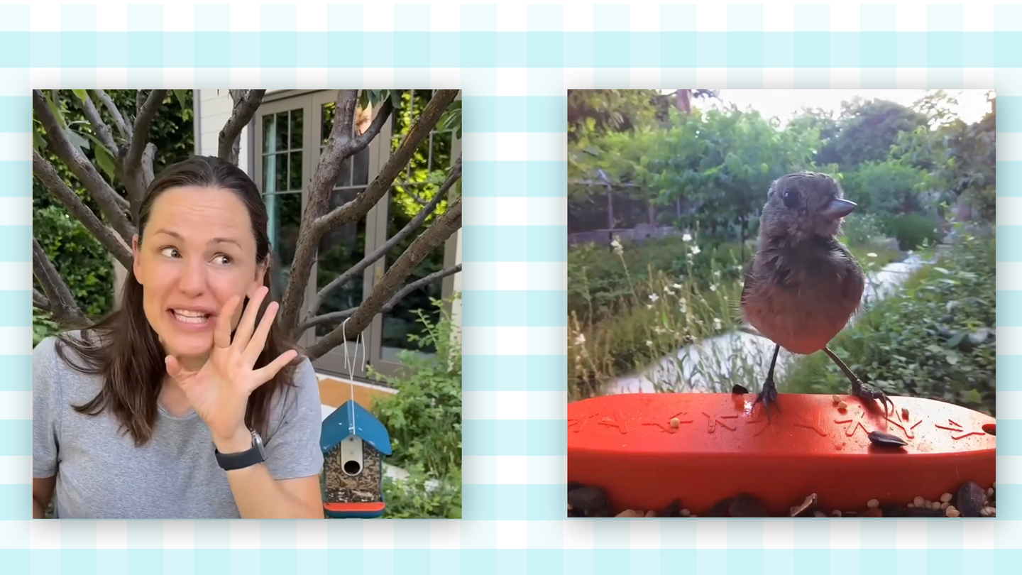 Jennifer Garner's Bird Feeder Camera Brought a 'Bird Modeling Agency' to Her Yard