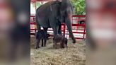 Watch rare birth of twin elephant calves in Thailand as baby girl surprises everyone