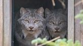 Potter Park Zoo adds pair of lynx to its collection