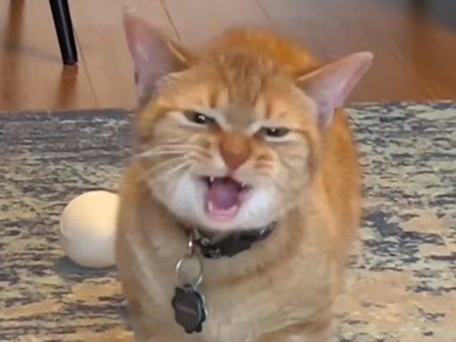 Cala, The Viral 'I Go Meow' Singing Cat, Has Passed Away