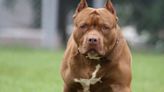 Tragedia: un perro pitbull atacó a su dueño y lo mató | Policiales