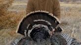 Time to consider some late season turkey tactics