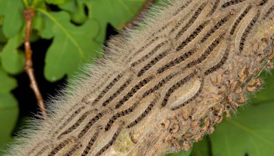 Public warned to be vigilant for signs of oak processionary moth