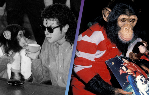 People shocked to discover Michael Jackson's chimpanzee Bubbles is still alive at 40 years old