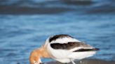 What to know about American avocet bird, spotted at Bradford Beach in Milwaukee