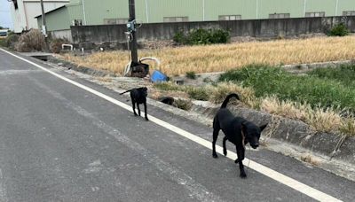 屏東萬丹鄉幸福路成驚魂路 流浪犬追車村民心驚驚