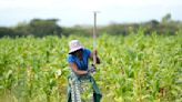 Zimbabwe reports record tobacco sales, mostly to China, yet many farmers deep in debt