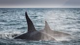 Couple rescued after killer whales sink yacht