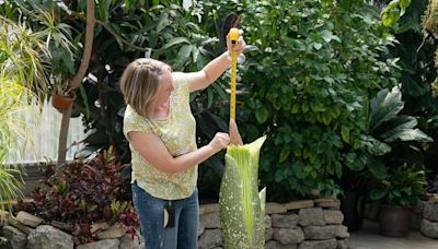 Colorado State University's stinky corpse flower preparing to bloom