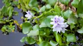 Bassin de jardin : 10 plantes aquatiques à choisir