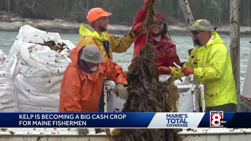 Kelp farming off Maine waters could help to contribute to environmental sustainability – KION546