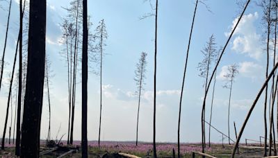 Extreme drought is forcing Wood Buffalo National Park to more aggressively tackle wildfires