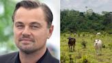 Se hundió proyecto de ley respaldada por Leonardo DiCaprio que buscaba combatir la deforestación por la ganadería