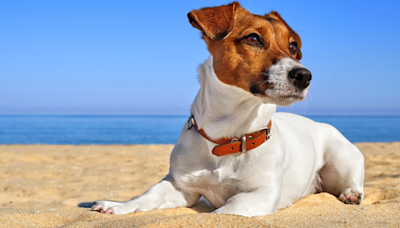 Crowd Goes Crazy Over Jack Russell Terrier Who Fearlessly Jumps Into the Water at the Beach