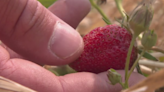 Soergel Orchards announces return of annual Strawberry Festival after canceling last year's event due to lack of rain