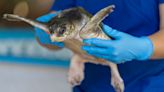 Gumbo Limbo in Boca Raton gets its permit back to treat and release sea turtles