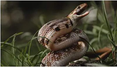 Uttar Pradesh man, 24, survives 6 snake bites in single month