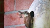 Can you tell the difference between the wrens on your property?