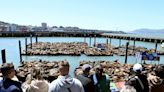 Pictured: Sea lions swarm San Francisco pier as population booms