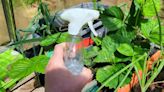 I tried 'instant' kitchen item hack to get rid of flies on strawberry plants