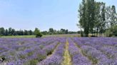 Lavender: Bhaderwah’s Answer To Climate Change Woes