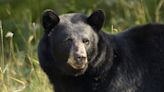 Bear kills dog, injures another in separate attacks in N.J. town