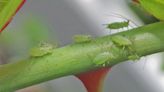 Weekend Gardening: How do I stop those pesky aphids from chewing up my plants?