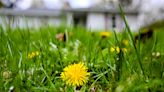 No Mow May means one less chore this spring that could help feed bees