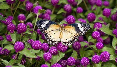 Krohn Conservatory announces new summertime Butterflies in Space event