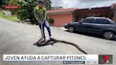 Peligrosa serpiente se convierte en plaga y amenaza a otros animales