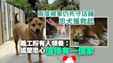 被遺棄仍守店舖忠犬獲救起 義工盼有人領養：這麼忠心值得有一個家