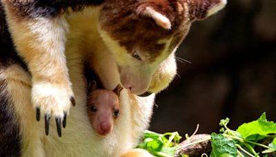 Rare kangaroo joey makes his first appearance at New York's Bronx Zoo