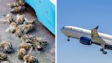 Bees on a plane! A swarm of bees piled onto the wing of an airplane, delaying a Delta flight for 3 hours.