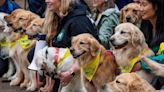 Golden retrievers gather at Boston Marathon finish line in honor of beloved dogs