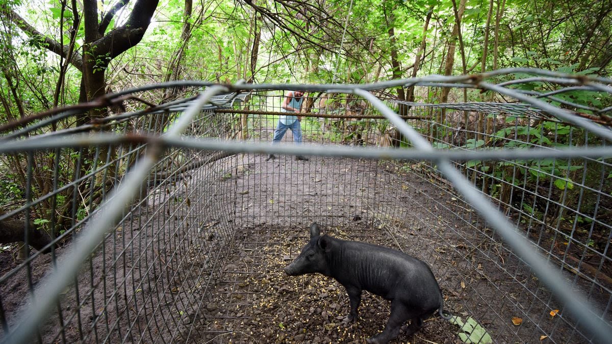 Wild pigs, conquering all Florida counties, are now taking over the US