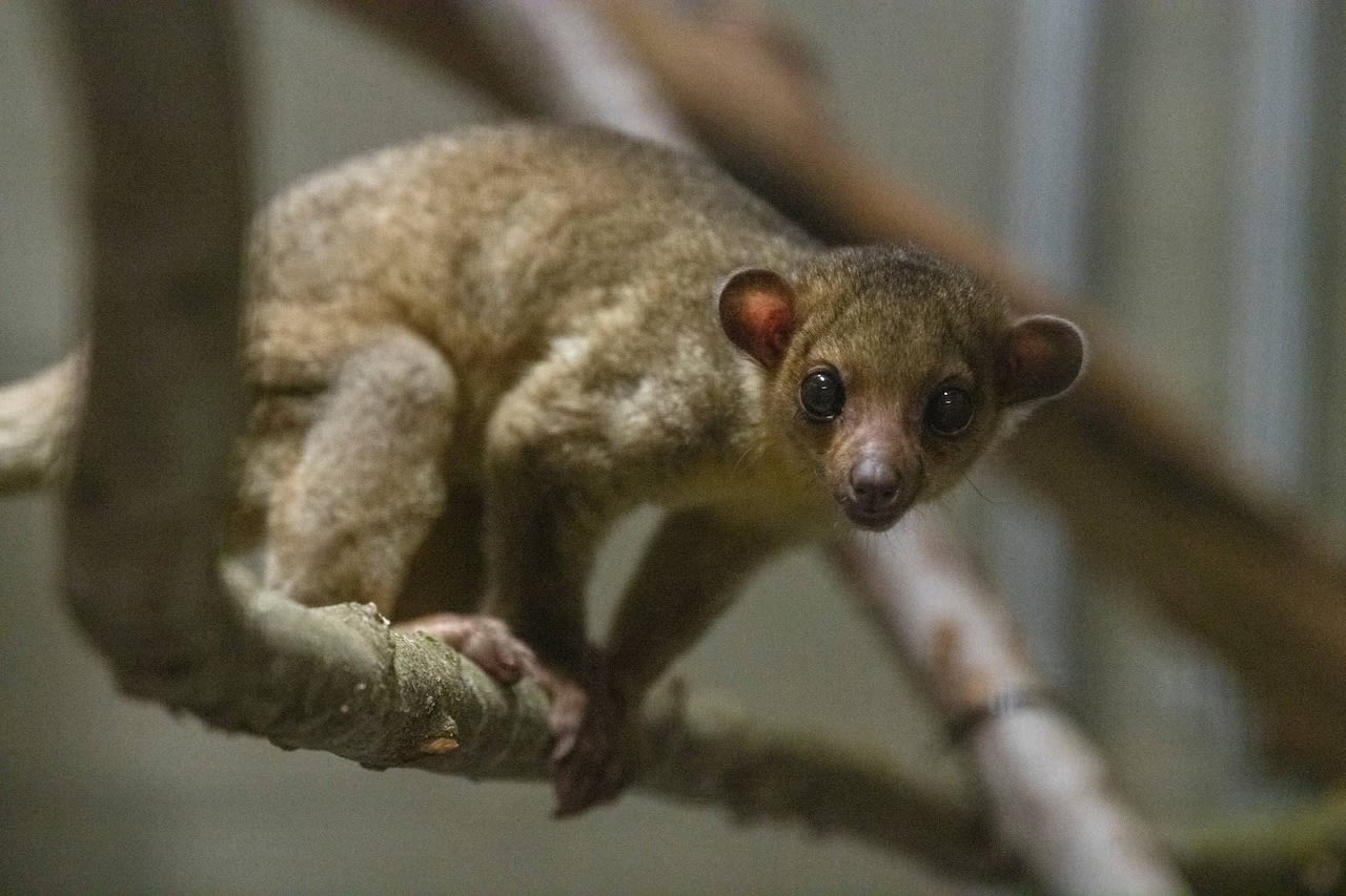 Kinkajou found loose in Washington state, long way from home