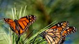 Tennessee offering free seeds to help boost Monarch butterfly population