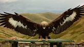 Police Scotland investigates golden eagle's disappearance - as officers believe bird 'has come to harm'