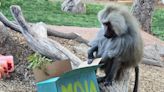 '24 never looked so good!': Baboon at Phoenix Zoo celebrates birthday