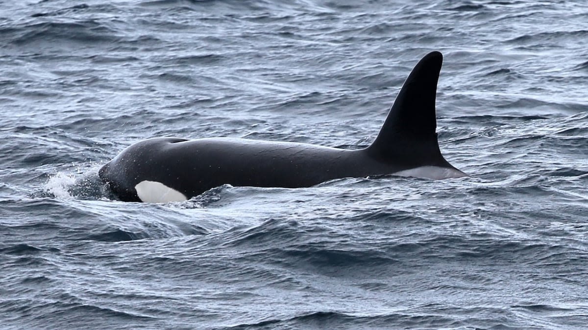 Scientists may have found a new population of orcas off Oregon and California coasts