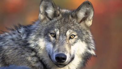 ‘Endangered’ status to remain in effect for WA wolves